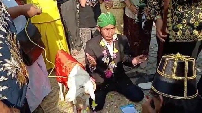 Lelaki di Gresik Nikahi Kambing yang Diberi Nama Sri Rahayu, Alasannya Mengejutkan