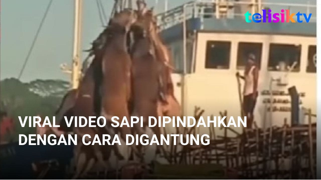 Video: Viral Video Sapi Dipindahkan dengan Cara Digantung