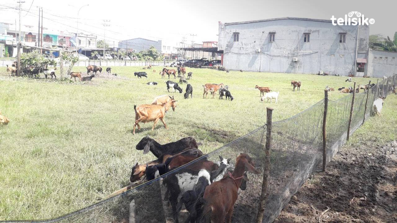 Akibat PMK, Harga Kambing Kurban di Kota Kendari Naik 20%