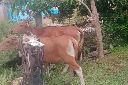 Bombana Waspada PMK pada Ternak Sapi