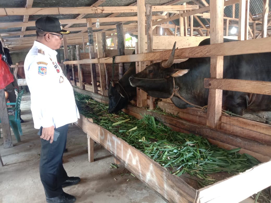 Pemkab Muna Barat Siapkan Hewan Kurban Bebas PMK dan Lokasi Salat Idul Adha