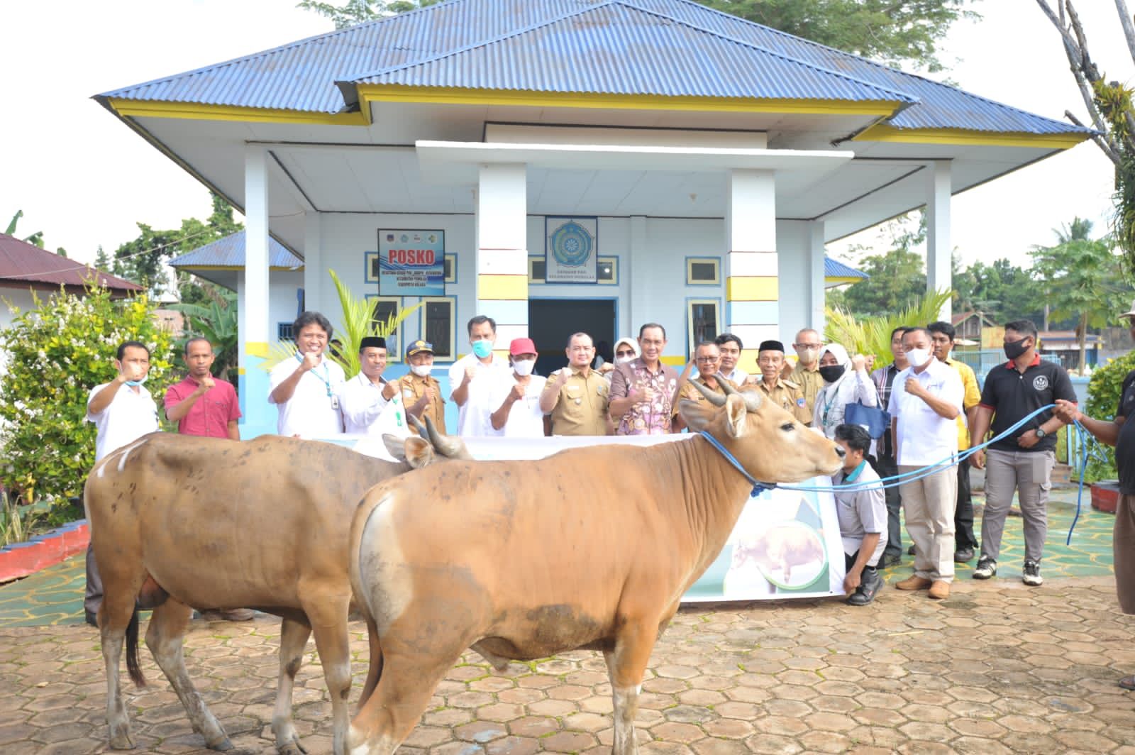 PT Antam Kolaka Serahkan 10 Sapi Kurban ke Masyarakat Pomalaa
