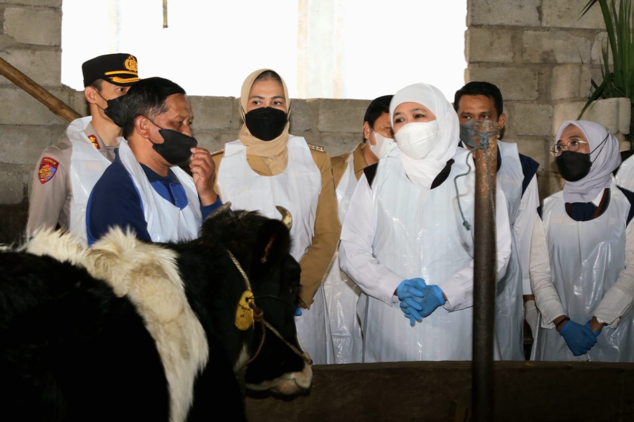 Tinggal 1000 Kasus Perhari, Sebaran PMK Di Jawa Timur Menurun