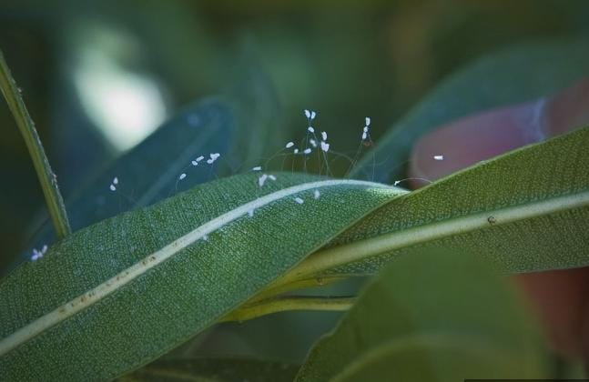 Udumbara Si Bunga Mungil, Mekar 3000 Tahun Sekali