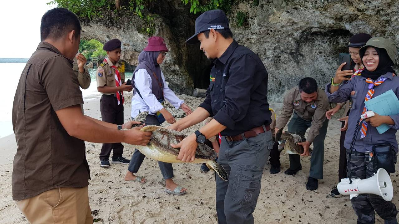 8 Penyu Dilepas, BKSDA Sultra Ajak Masyarakat Jaga Ekosistem Alam
