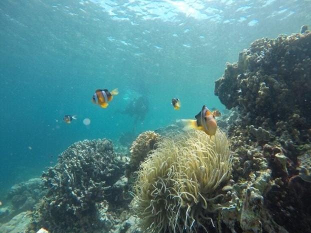 Deretan Destinasi Wisata Bahari di Sulawesi Tenggara, Nomor 9 Mendunia