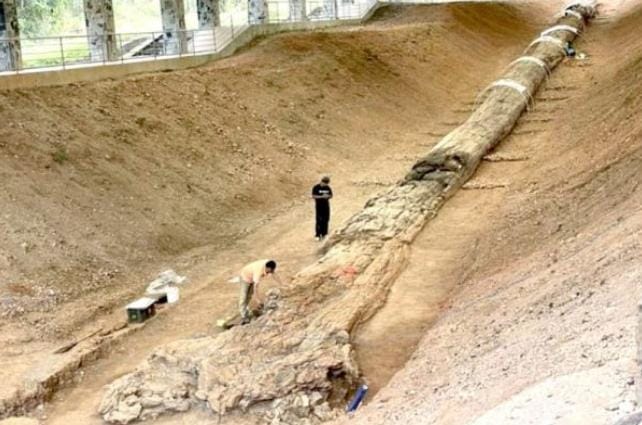 Fosil Pohon Kuno Setinggi 229 Kaki Ternyata Berasal dari Negara Ini