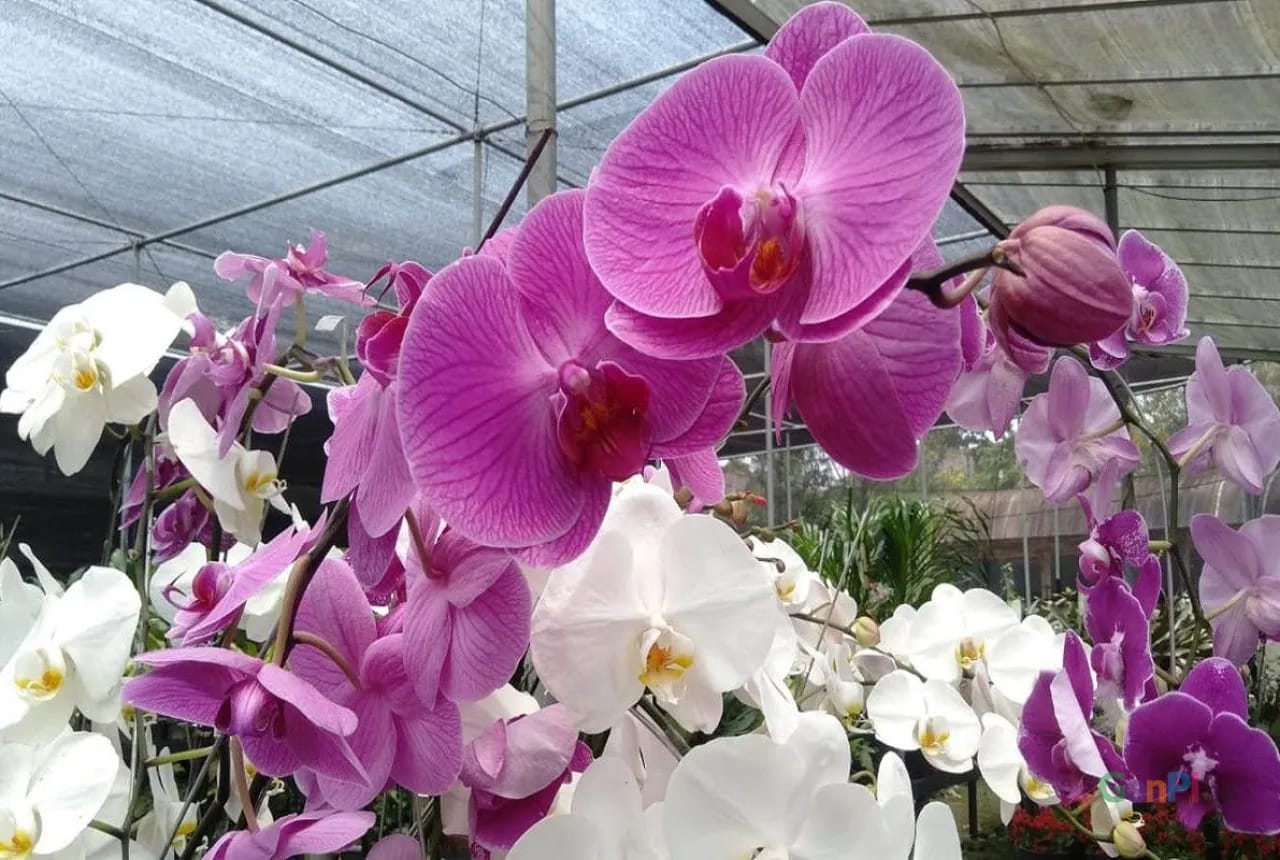 Tips Memangkas Anggrek agar Tumbuh Subur dan Cantik Berbunga