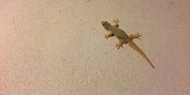 7 Cara Gampang Mengusir Cicak yang Berkeliaran di Rumah