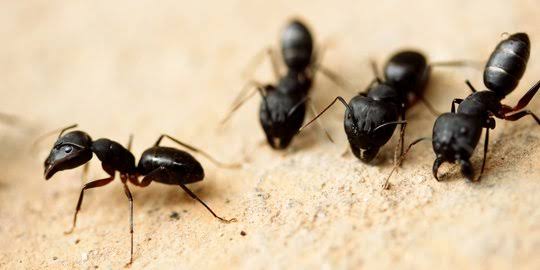 7 Cara Mudah Mengusir Semut di Rumah Tanpa Membunuh