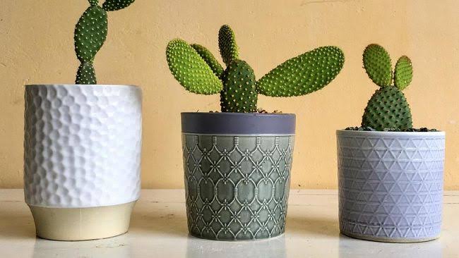 8 Manfaat Tanaman Kaktus di Dalam Rumah Bagi Kesehatan