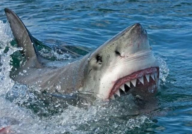 Ikan Hiu Bisa Tumbuhkan Giginya dalam 24 Jam