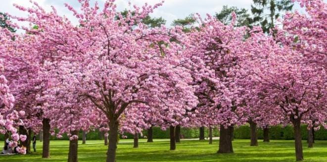 Sering Dikira Sama, Intip Perbedaan Bunga Sakura, Plum dan Persik