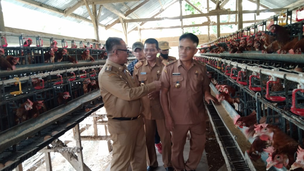 Tekan Inflasi, Pemkab Muna Barat Bakal Bantu Pengusaha Ayam Petelur