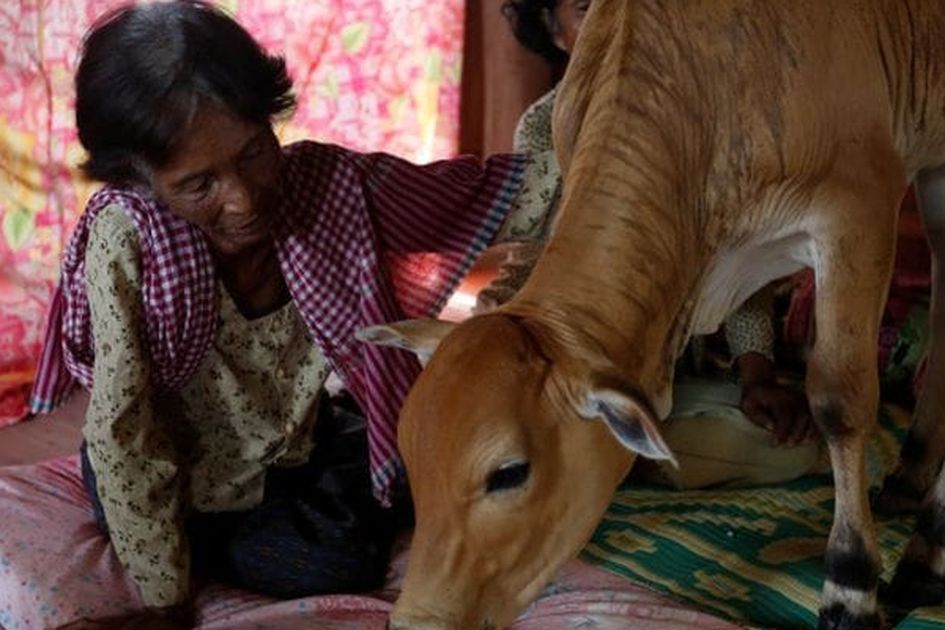 Wanita Ini Nikahi Sapi yang Percaya Reinkarnasi Suami, Titip Pesan Mengejutkan ke Anak-anaknya