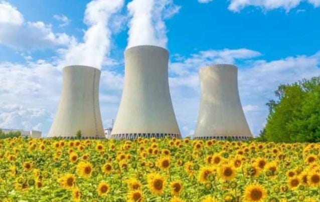 3 Fakta Tanaman Bunga Matahari Mampu Redam Reaksi Nuklir