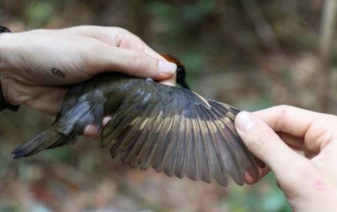 Akibat Perubahan Iklim, Migrasi Burung Menyusut