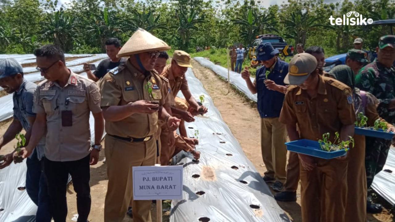 Inflasi Muna Barat Dijawab dengan Tanam Cabai
