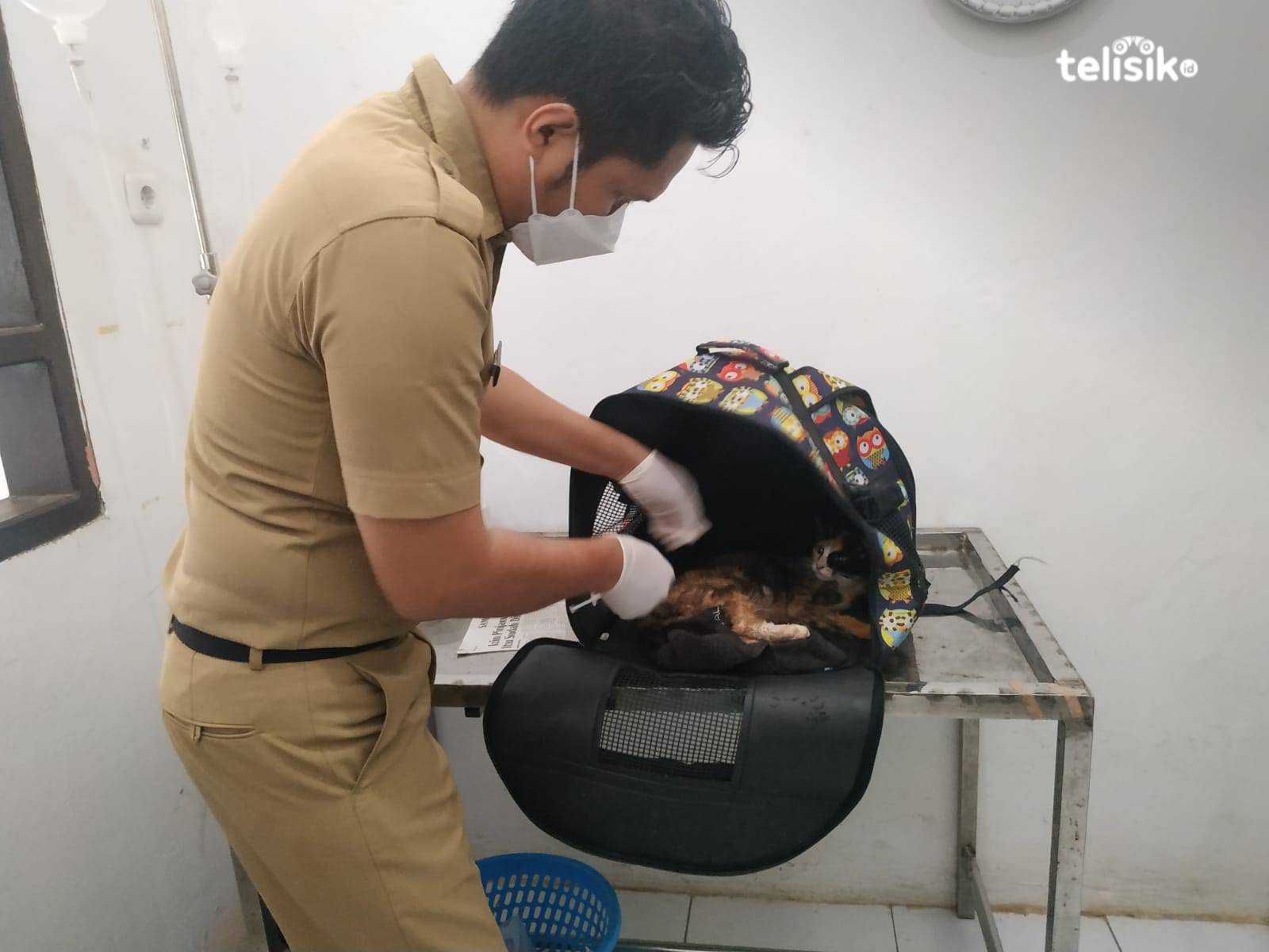 Perhatikan 3 Hal Ini Sebelum Pelihara Kucing