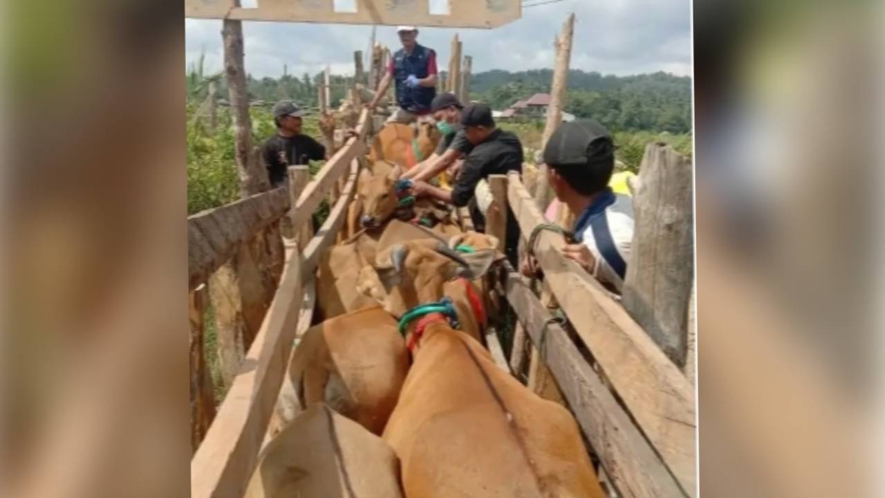 Cegah PMK pada Ternak Jelang Akhir Tahun 2022