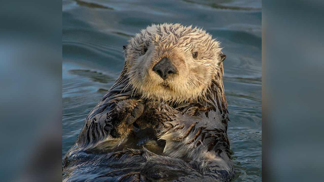 Fakta Unik Otter: Hewan Pintar yang Bisa Bantu Manusia - telisik.id