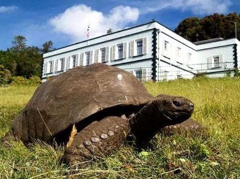 Ini Hewan Tertua di Dunia Berumur Ratusan Tahun