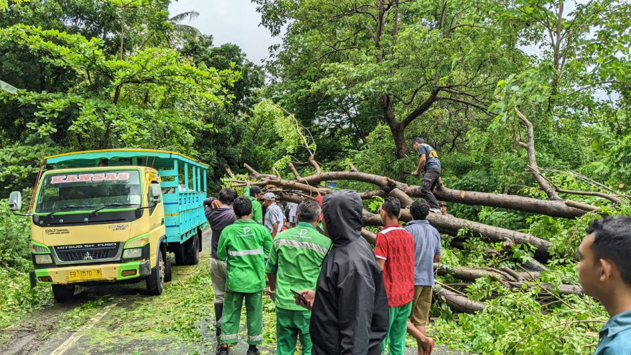 Pohon Tumbang Tutup Poros Jalan Ekonomi di Wilayah Utara Reok Manggarai