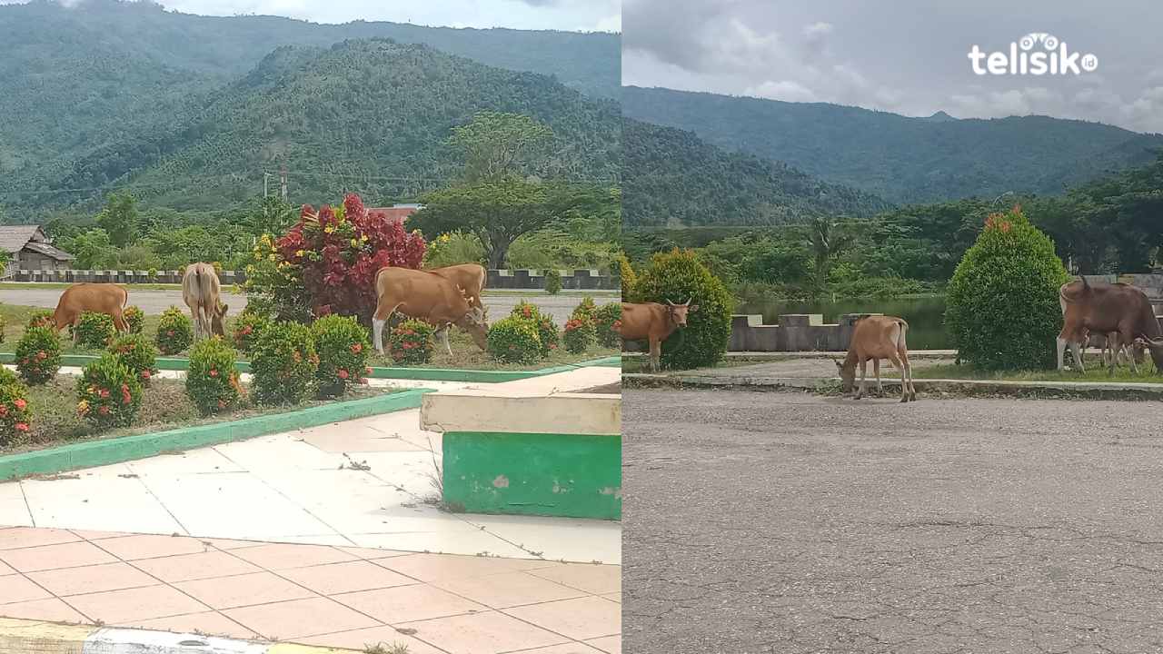 Sapi di Kolaka Utara Resahkan Pengendara Akibat Sering ke Badan Jalan dan Taman Kota