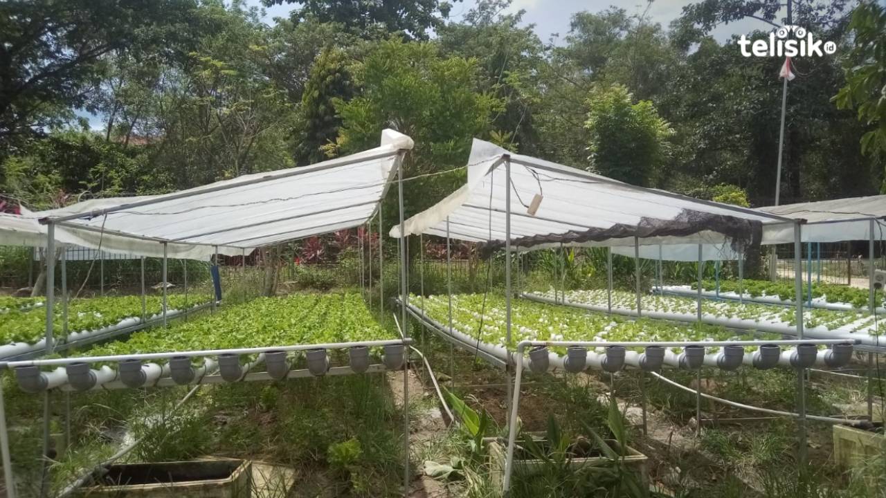 Cari Tambahan Uang Saku dengan Bisnis Hidroponik