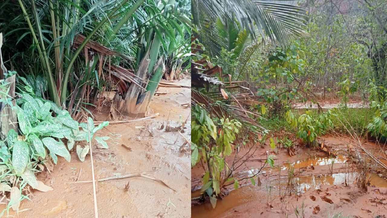 Puluhan Hektare Lahan Pertanian di Kolaka Utara Diduga Tercemar Lumpur Tambang