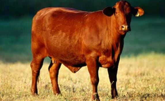 3 Tanda Kiamat Sudah Muncul di Israel?