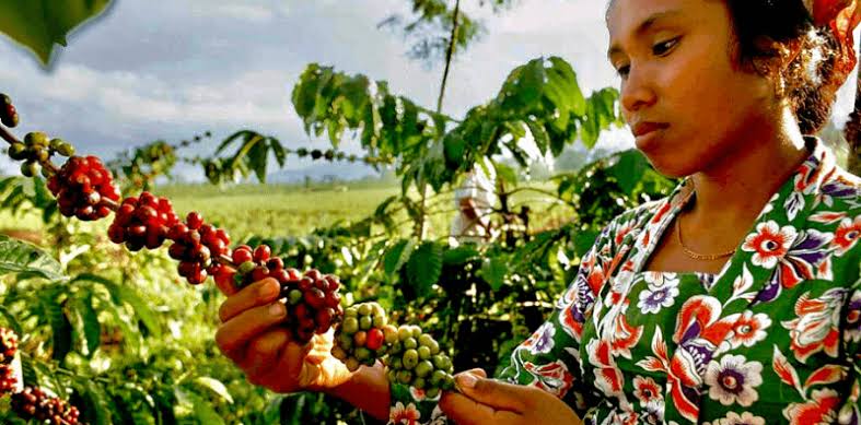 8 Daerah Penghasil Kopi Terbaik di Indonesia, Pecinta Kopi Merapat