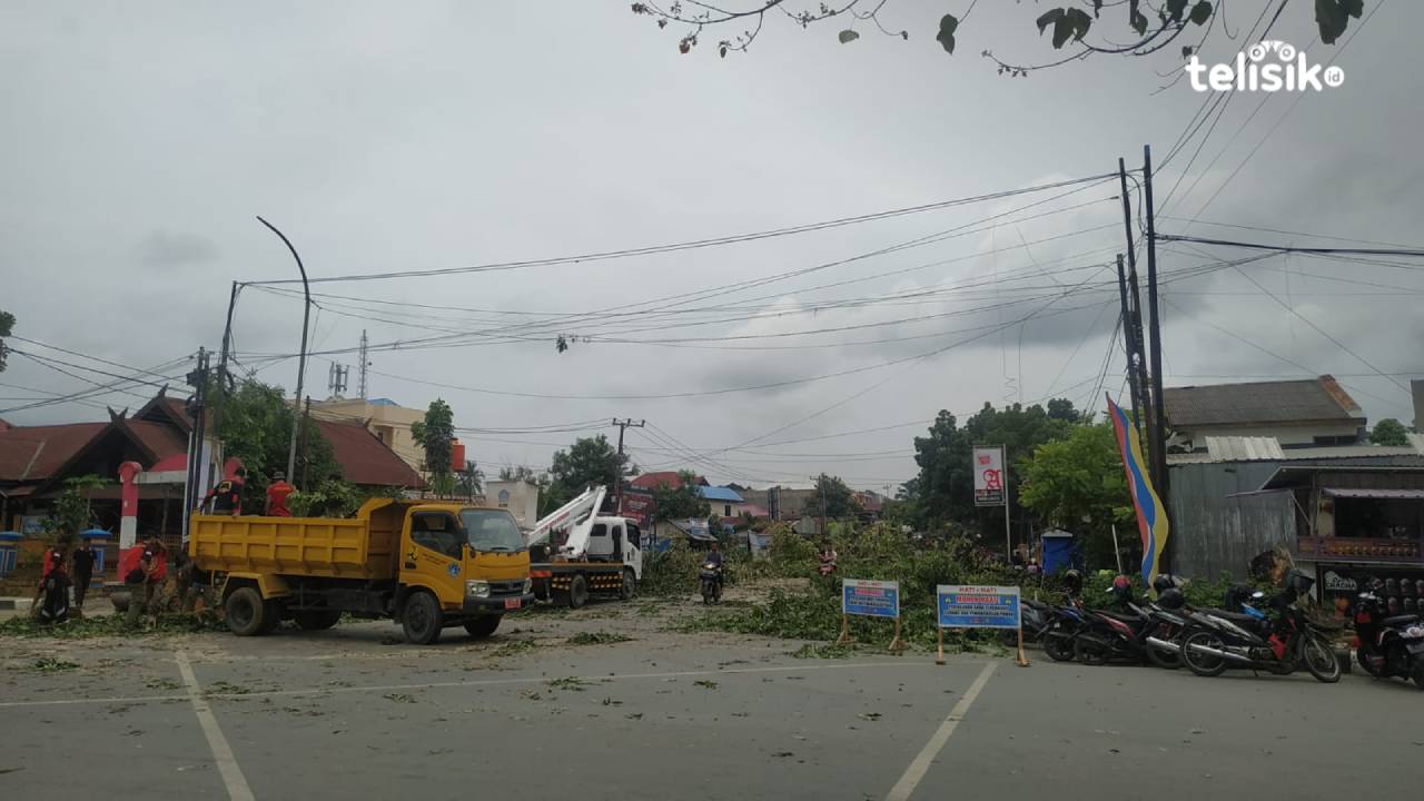 Bahaya Pohon Tua Bagi Keselamatan Pengguna Jalan