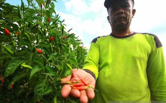 Ini Dia Cabai Terpedas di Indonesia, Berani Coba?