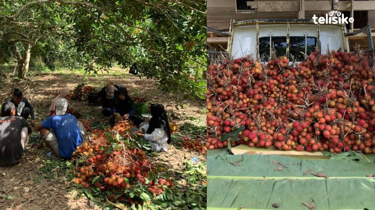 Melimpahnya Rambutan di Walambeno Wite Muna