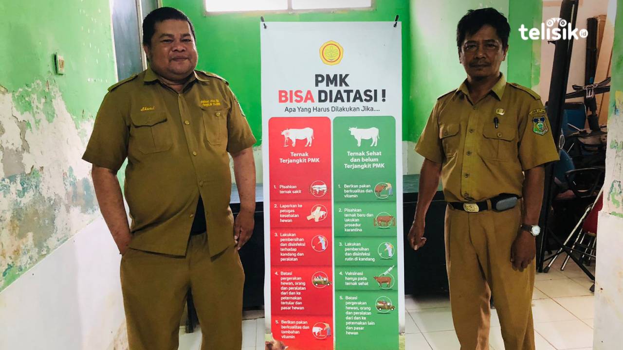 Ternak di Konawe Kepulauan Mulai Divaksin PMK