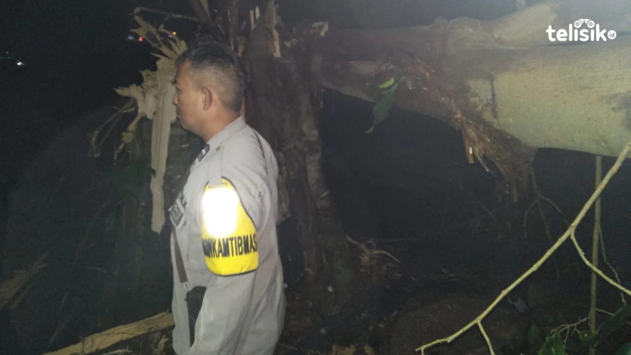 3 Rumah Warga Tertimpa Pohon Beringin