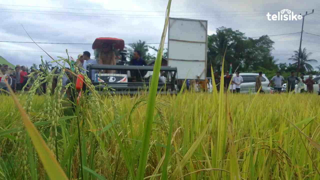 85 Persen Kebutuhan Beras Kolaka Utara Dipasok dari Luar