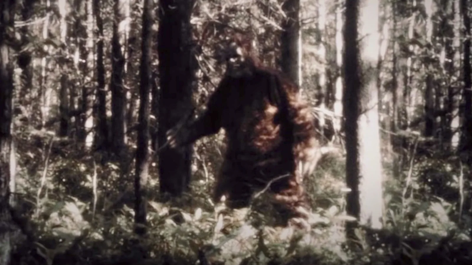 Mistik: Misteri Mahkluk Tinggi Besar dan Berbulu di Hutan Kabupaten Muna