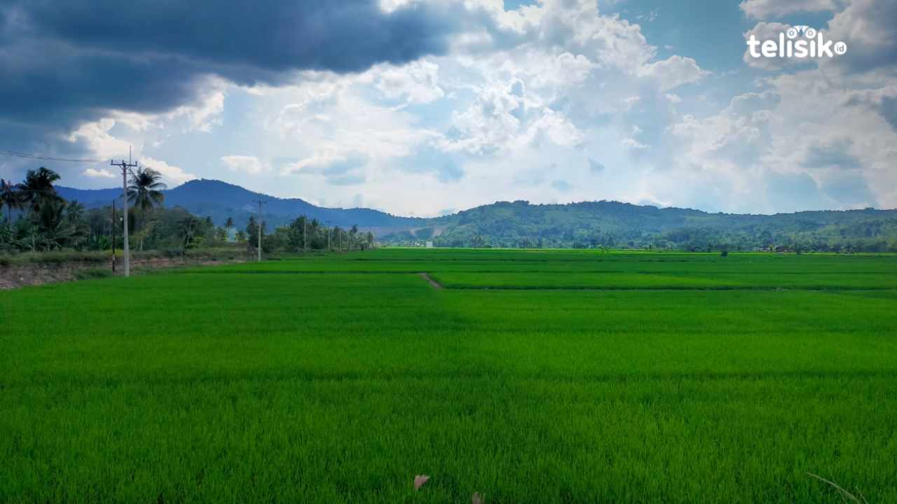 Petani Kolaka Timur Keluhkan Tak Dapat Bagian Pupuk Subsidi