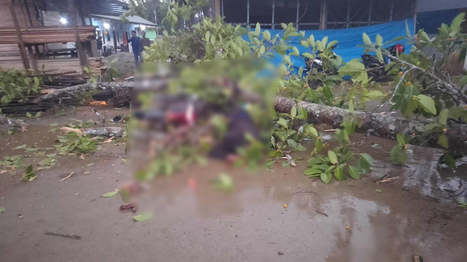 Seorang Karyawan PT OSS Tewas Tertimpa Pohon Beringin Saat Angin Kencang dan Hujan Deras