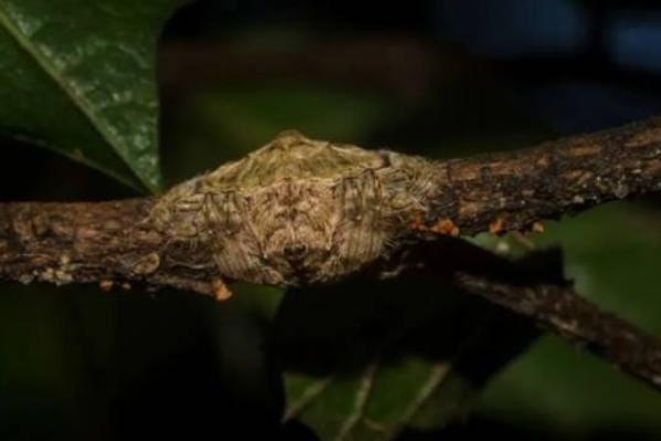 Deretan Spesies Laba-Laba yang Sulit Dilihat dengan Mata Telanjang