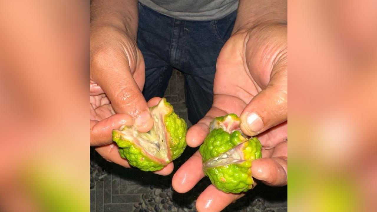 Rumah Ken Admiral Diteror Pakai Bunga Kuburan, Pengacara Duga Berhubungan dengan Kasus