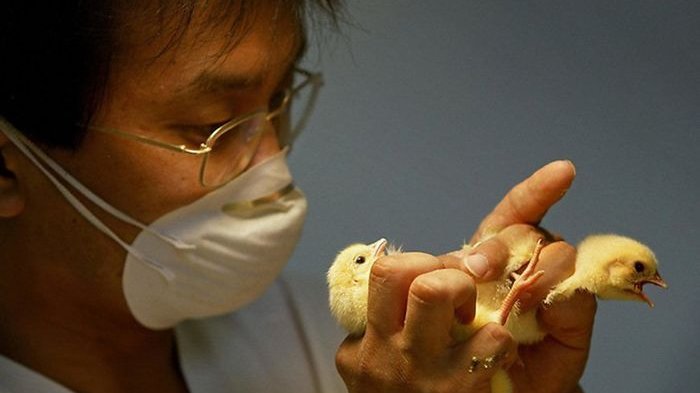 5 Pekerja Aneh di Dunia dengan Bayaran Mahal, di Antaranya Tebak Kelamin Ayam Digaji Rp 200 Juta