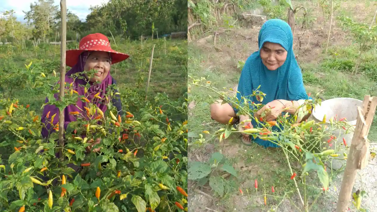 Banting Stir Tanam Cabai, Petani di Muna Malah Merugi
