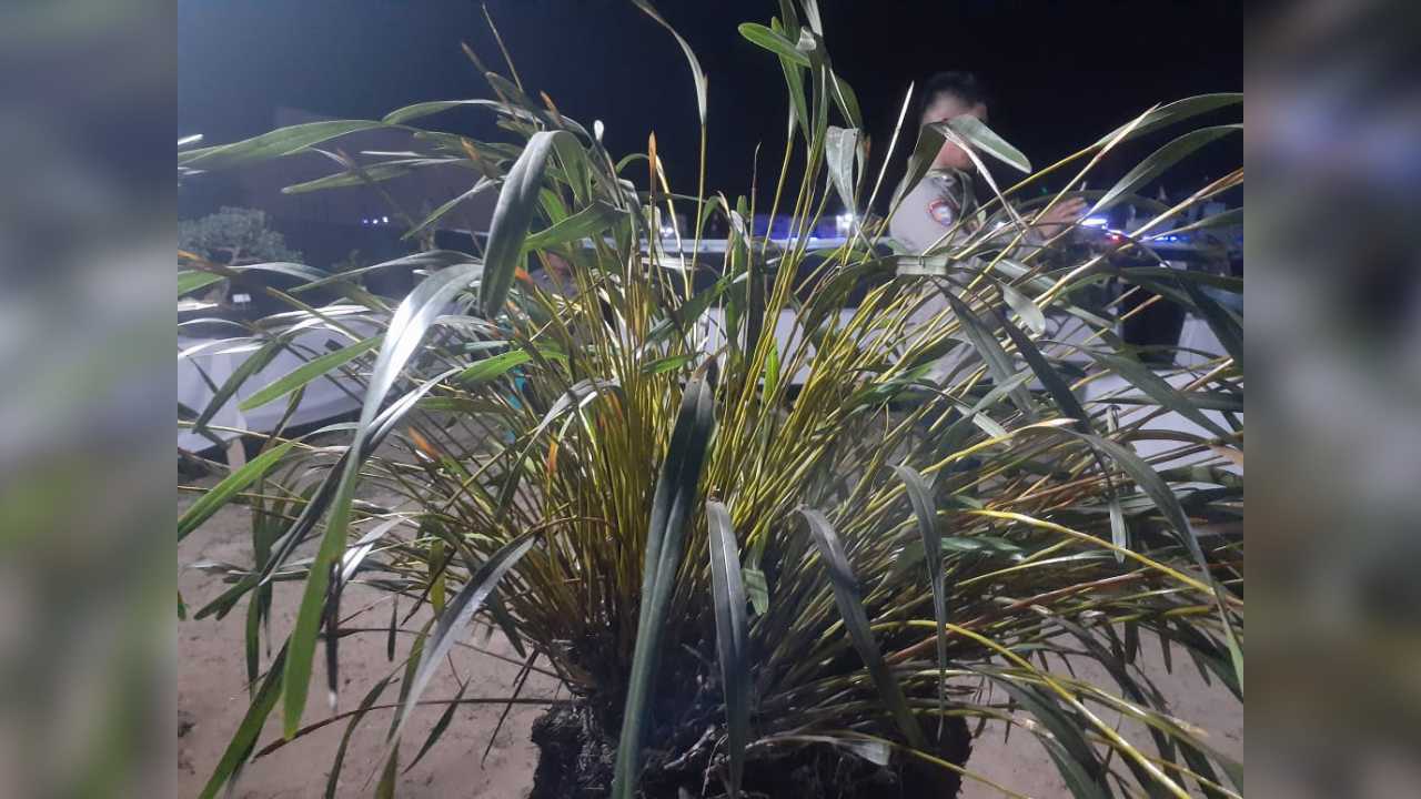 Begini Wujud Anggrek Sorume, Bahan Baku Kain Tenun Kolaka Timur yang Bakal Dipromosi Ivan Gunawan