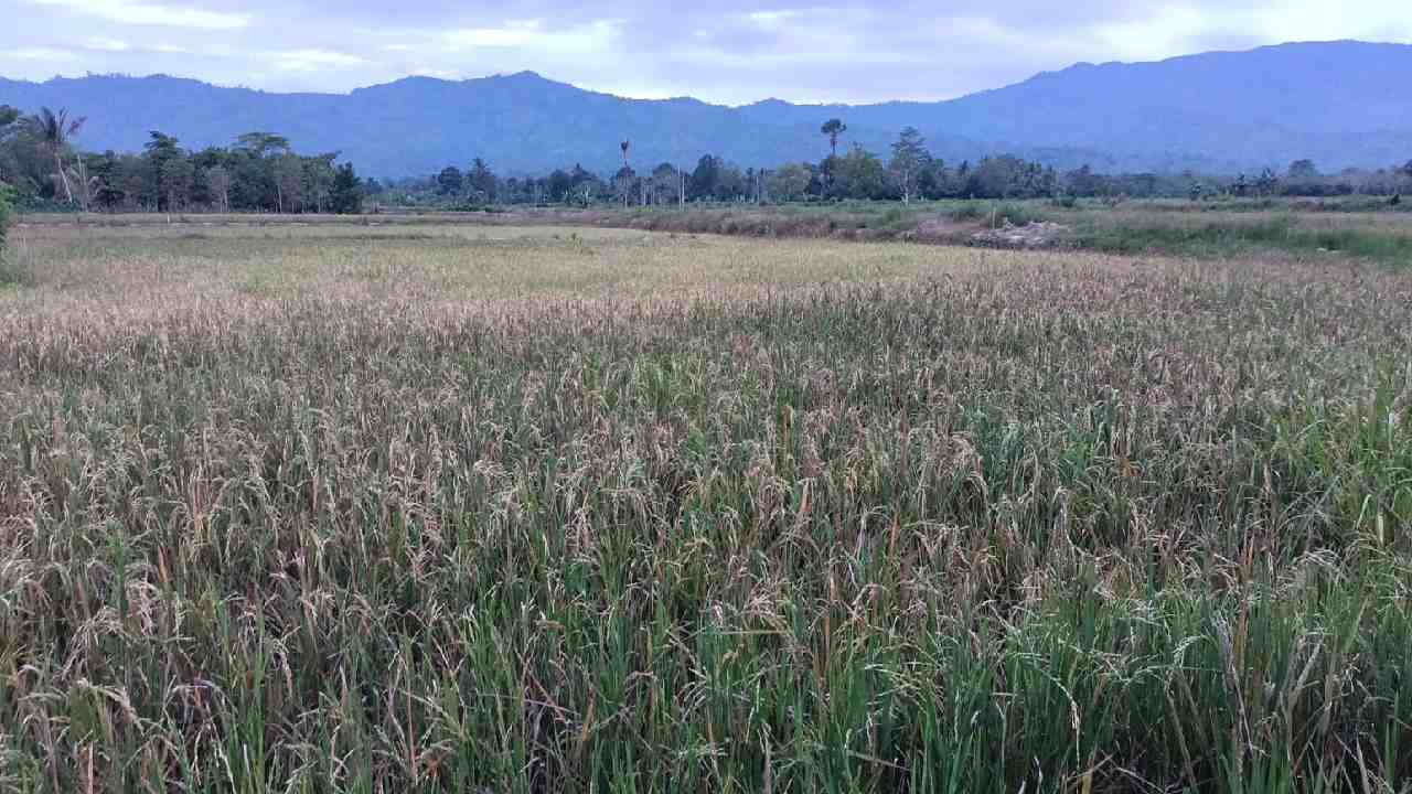Hama Tikus dan Irigasi Penyebab Petani Padi di Kolaka Timur Gagal Panen