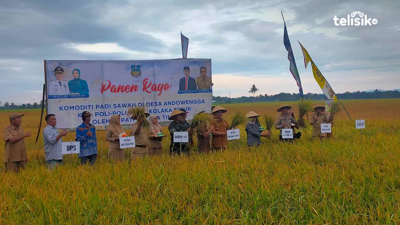 Panen Raya Ratusan Hektare Sawah di Kolaka Timur