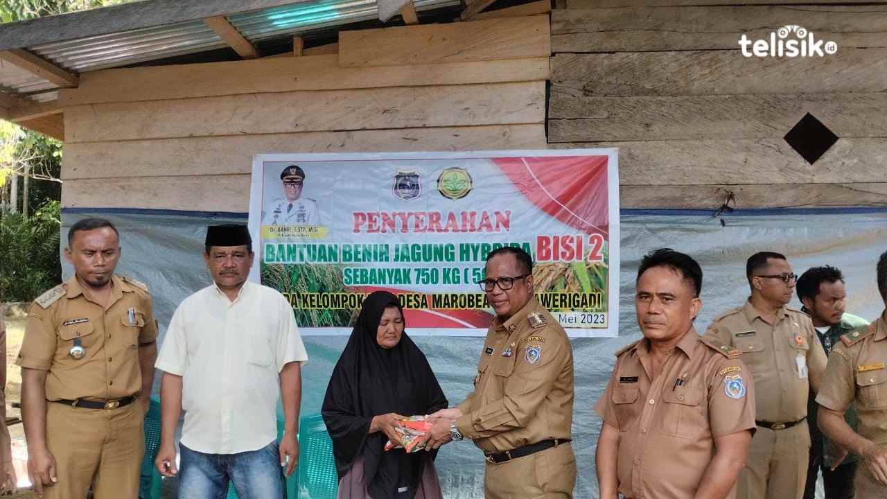 Pemda Muna Barat Beri Bantuan Bibit Jagung Bisi 2 pada Kelompok Tani