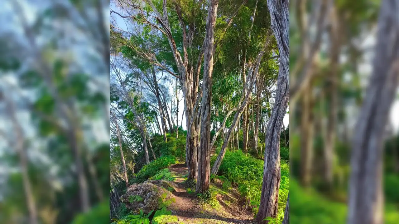 Pesona Hutan Cemara di Gunung Popalia 